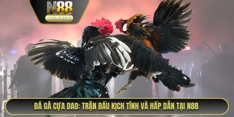 Đá gà cựa dao